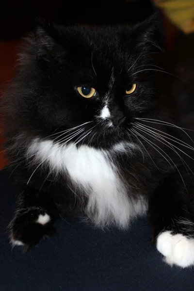 Fang, a fekete macska — Stock Fotó
