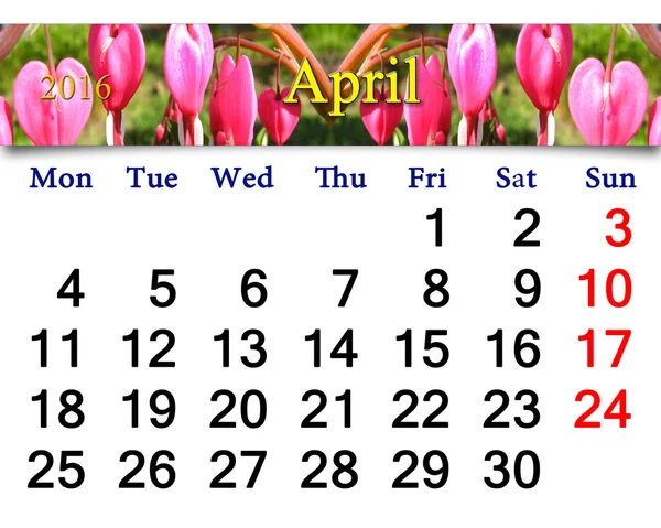 Calendar for April 2016 with dicentra — Stock Photo, Image