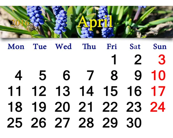Kalender för April 2016 med muscari — Stockfoto