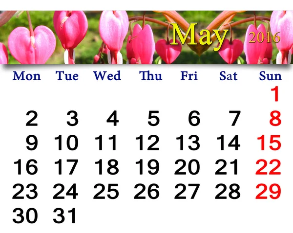 Calendar for May 2016 with dicentra — Stock Photo, Image