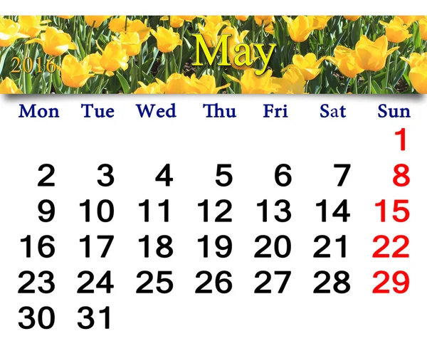 Календар на травень 2016 року з тюльпанами на клумбі — стокове фото