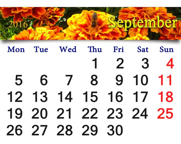 Kalender für September 2016 mit Tagetes — Stockfoto