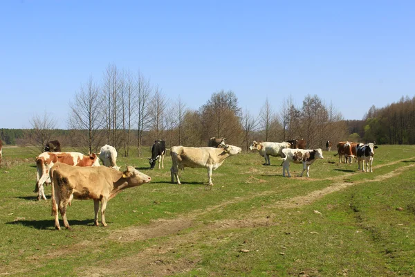 Багато корів на пасовищі — стокове фото