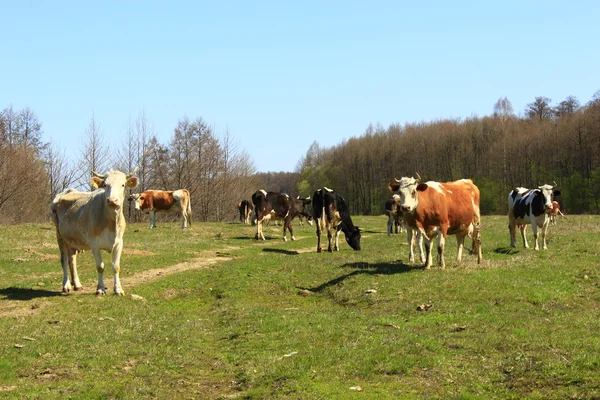 Корови на фермі пасовища — стокове фото