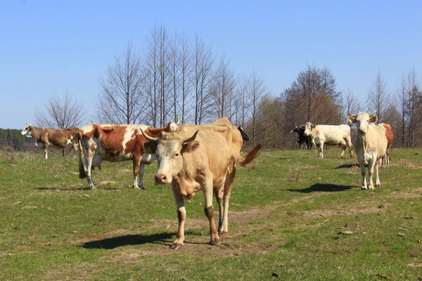 Çiftlik mera üzerinde ineklerin — Stok fotoğraf