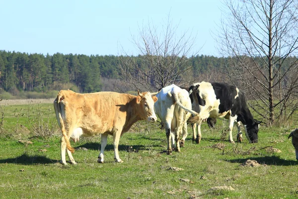 Krávy na pastvě farm — Stock fotografie