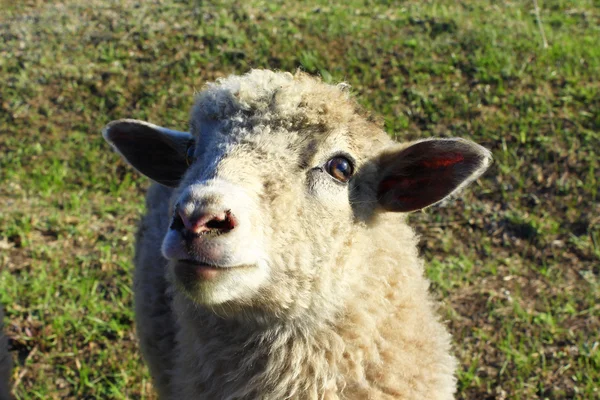 Närbild på fåren på gräset — Stockfoto