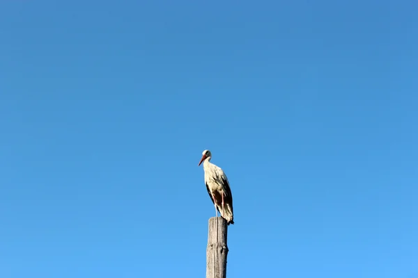 Cegonha em pé no poste do telégrafo — Fotografia de Stock