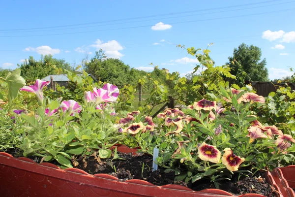 Mooie bloemen op het balkon — Stockfoto