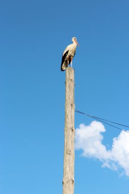 Leylek ayakta kırsal telgraf-kutup