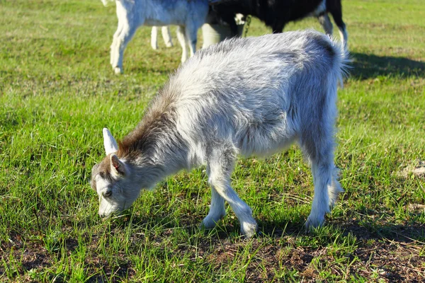 Goat kid on the pasture — Stock Photo, Image