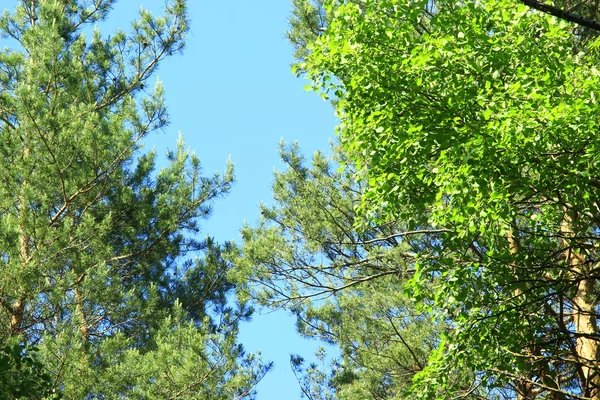 Corone di alberi e cielo blu — Foto Stock