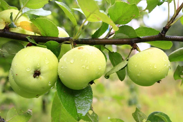 Three apples hanging in row on the branch — Stock Photo, Image