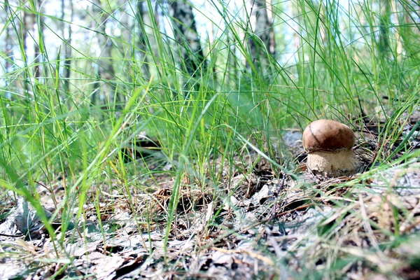 Bello e piccolo cep nell'erba — Foto Stock