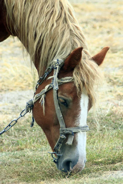 Сельская лошадь пасущаяся на пастбище — стоковое фото