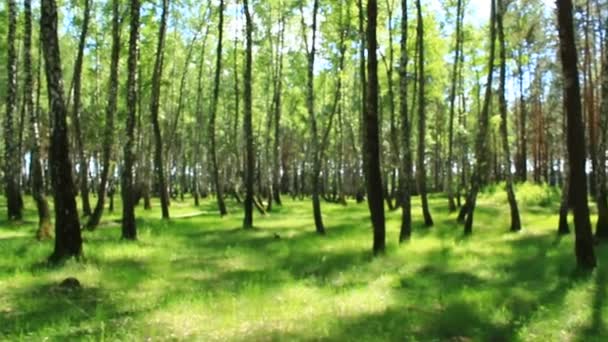 Hermosa madera de abedul en primavera — Vídeo de stock