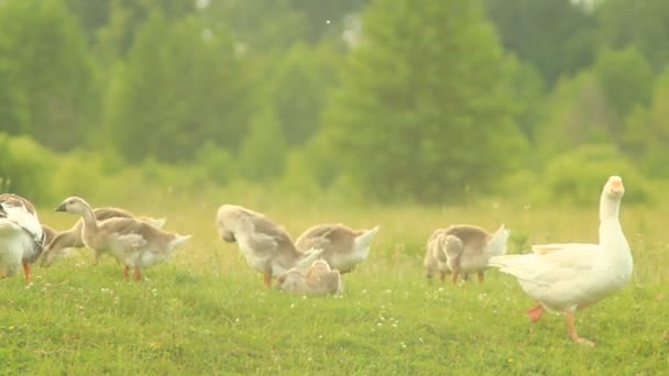 Jóvenes goslings con los padres en la hierba — Vídeo de stock