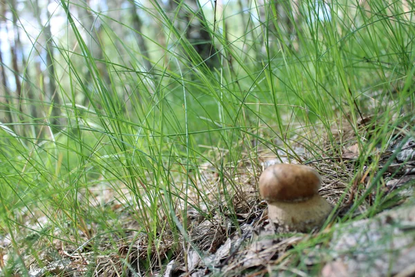 Schöne und kleine Steinpilze im Gras — Stockfoto
