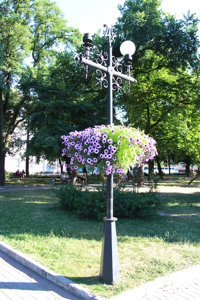 Laternen im Stadtpark mit hängenden Blumen — Stockfoto