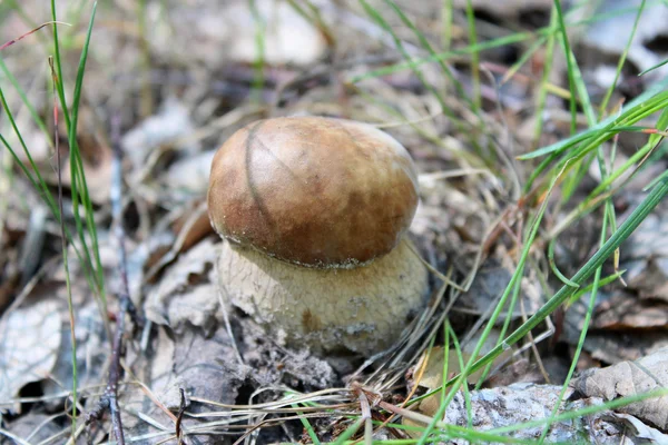 Beautiful and small cep in the grass — Stock Photo, Image