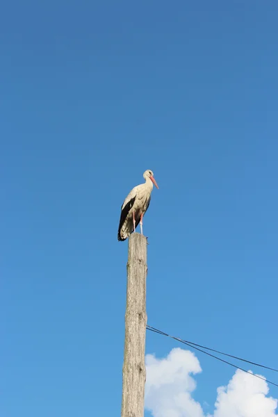 Cegonha em pé no poste do telégrafo — Fotografia de Stock