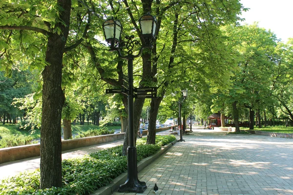 Mensen hebben een rust in park met grotere bomen — Stockfoto