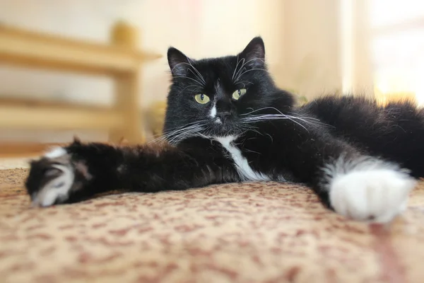 Zwarte kat liggend op de vloer — Stockfoto