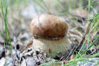 Güzel ve küçük cep çim