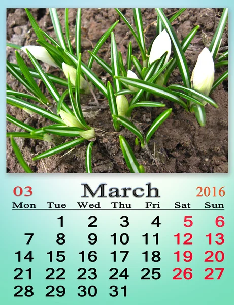 Kalendář na březen 2016 rok s krokusy — Stock fotografie