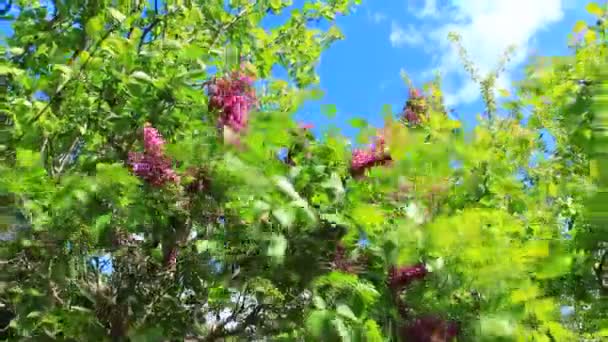 Gros buisson de lilas — Video