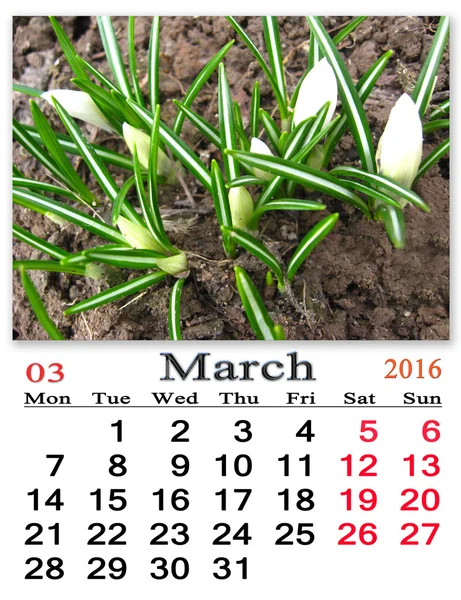Kalendář na březen 2016 rok s krokusy — Stock fotografie