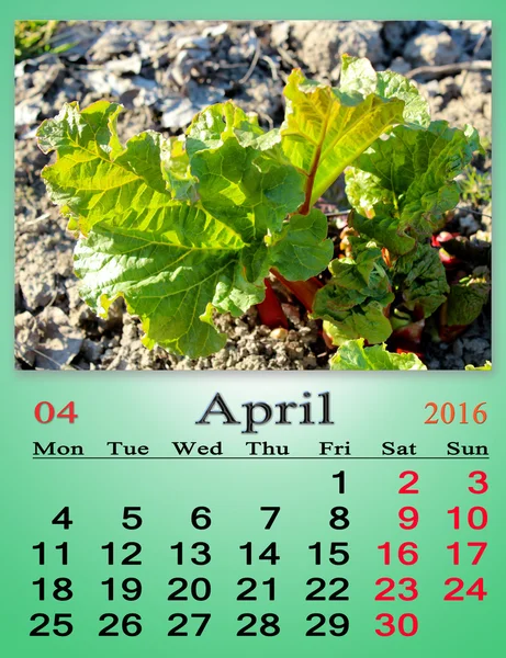 Calendar for April 2016 with bush of rhubarb — Stock Photo, Image