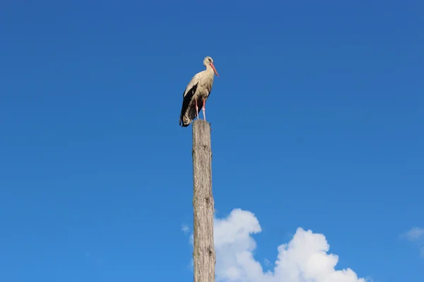 Cegonha em pé no poste do telégrafo — Fotografia de Stock