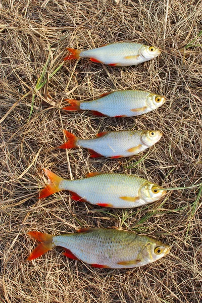 Lucky fishing with caught rudd laying on the grass — Stock Photo, Image