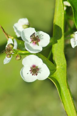 Sagittaria çiçekler