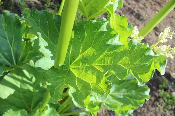 Big leaf of rhubarb — Stock Photo, Image