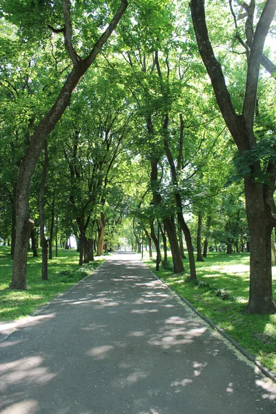 Parco con molti alberi verdi — Foto Stock