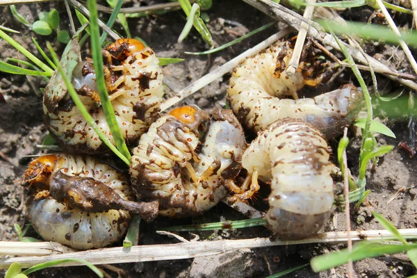 Cockchafer larvae — Stock Photo, Image