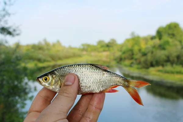 Roudd capturé dans la pêche sur le fond de la rivière — Photo