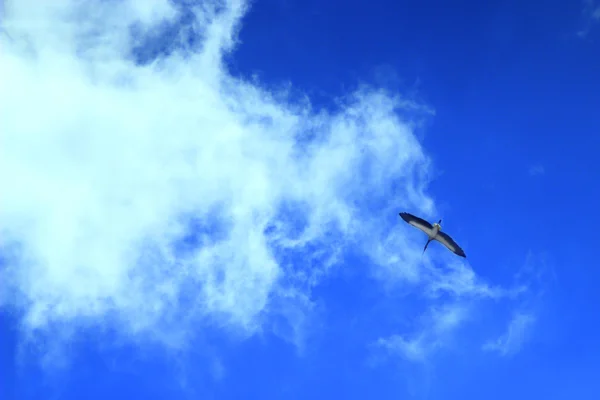 Cegonha voando no céu — Fotografia de Stock