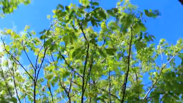 Flowers of walnut on the branch of tree — Stock Video