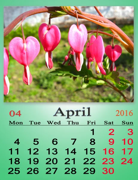 Calendario aprile 2016 con fiori di dicentra — Foto Stock