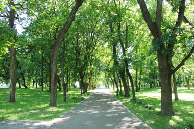 Birçok yeşil ağaçlar ile güzel park