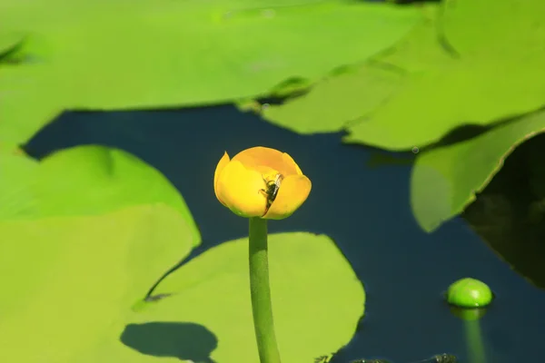 Желтый цветок Nuphar lutea — стоковое фото