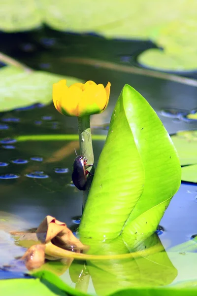 Dytiscidae auf der Blüte von nuphar lutea — Stockfoto