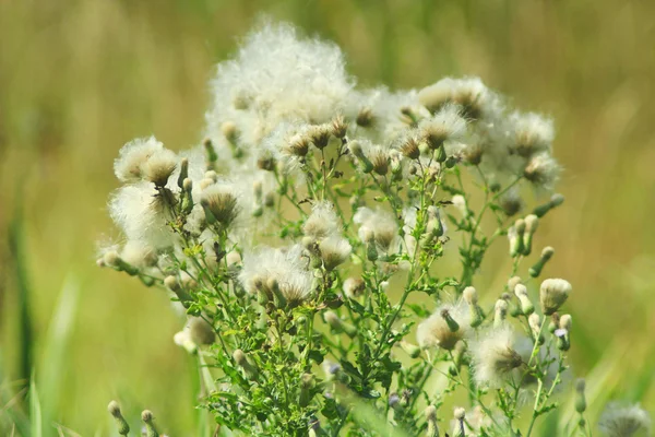 Bazı kuru agrimonies — Stok fotoğraf