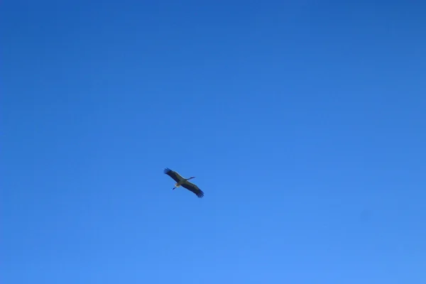 Аист летит в голубом небе — стоковое фото