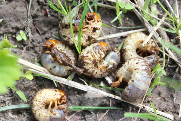Larva of may-bug — Stock Photo, Image