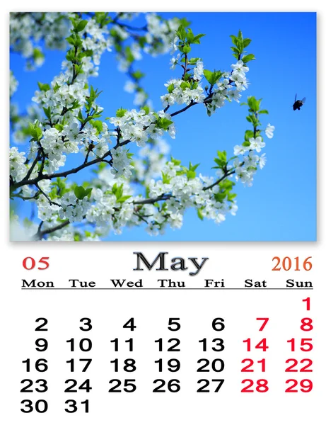 Calendrier pour mai 2016 avec cerisier en fleurs — Photo