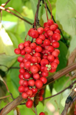 branch of red ripe schisandra  clipart